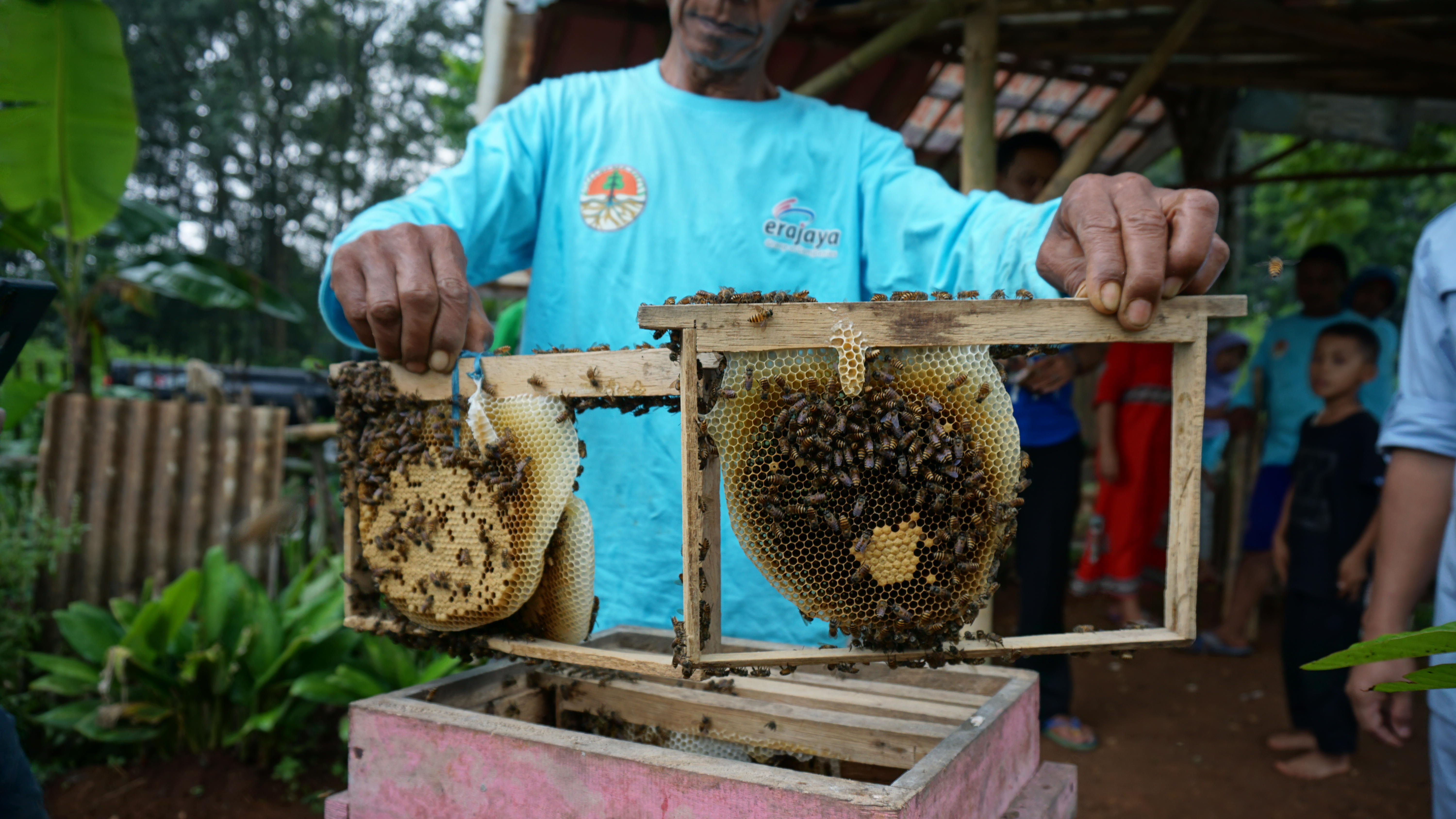 rumpin-lebah-madu.jpg