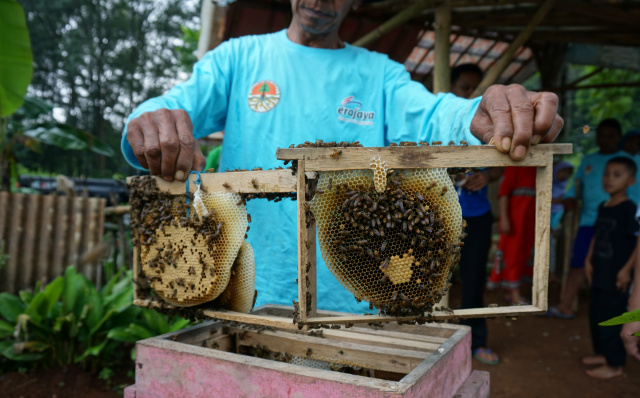 rumpin-lebah-madu-640x398.jpg?token=91669d30b580f80faa2b014b4a820f03